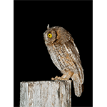 Tropical Screech Owl