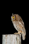 Tropical Screech Owl