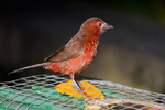 Female Silver-beaked Tanager