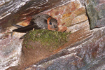 Chestnut-collared Swift