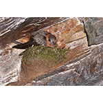 Chestnut-collared Swift