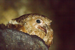 Oilbird (2)