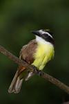 Great Kiskadee