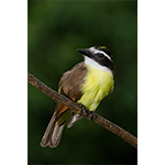 Great Kiskadee