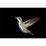 Black-throated Mango Female