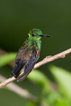 Blue-chinned Sapphire