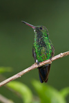 Blue-chinned Sapphire Hummingbird