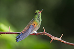 Copper-rumped Hummingbird