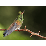 Copper-rumped Hummingbird