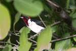 Masked Cardinal