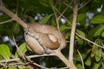 Cook's Tree Boa