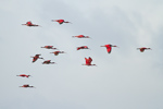 Scarlet Ibis (1)
