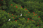 Scarlet Ibis (2)