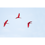 Scarlet Ibis