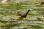 Wattled Jacana