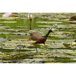 Wattled Jacana with Baby