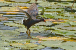 Purple Gallinule