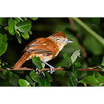 Barred Antshrike Female