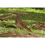 Rufous-vented Chachalaca