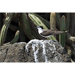 Bridled Tern