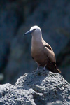 Brown Noddy