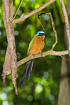 Trinidad Motmot (1)