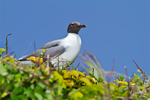 Laughing Gull