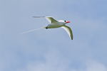 Red-billed Tropicbird (1)