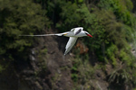 Red-billed Tropicbird (2)