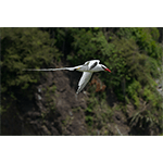 Red-billed Tropicbird