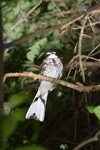 White-tailed Nightjar