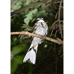 White-tailed Nightjar