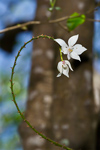 Virgin Mary Orchid (1)