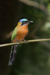 Trinidad Motmot (2)