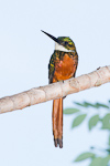 Rufous-tailed Jacamar