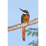 Rufous-tailed Jacamar Male