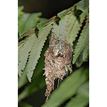 Rufous-breasted Hermit in Nest