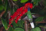 White-tailed Sabrewing