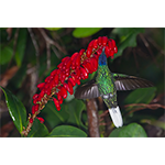 White-tailed Sabrewing