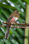 Collared Trogon (1)