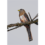 Collared Trogon