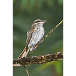 Streaked Flycatcher