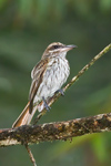 Streaked Flycatcher