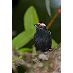 Blue-backed Manakin