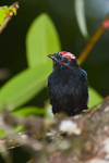 Blue-backed Manakin