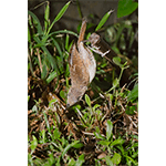 House Wren