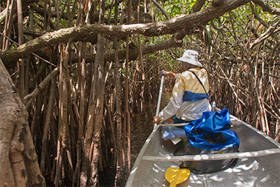 Red Mangrove Maze