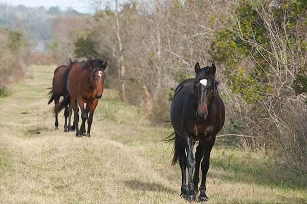 Paynes Prairie State Park Horses