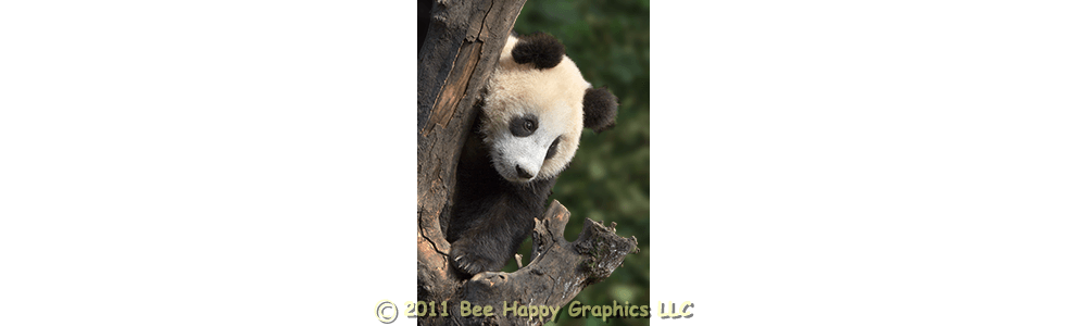 Giant Panda in Tree