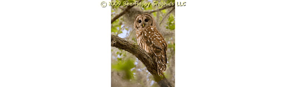 Barred Owl